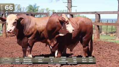 Lote LOTE 66