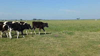 Lote 9 Terneras Holando HOLANDO 160kg -  en EL SAUCE