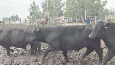 Lote 12 Novillos Angus en Mal Abrigo