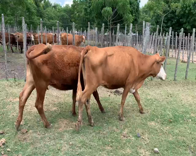 Lote 2 Vacas de Invernada en Melo, Cerro Largo