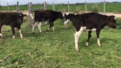 Lote 6 Terneros Holando en Cerro