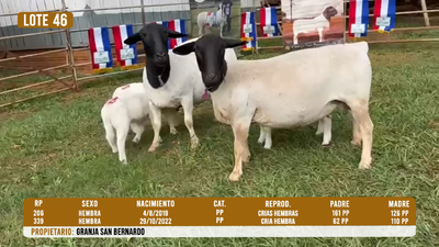 Lote LOTE 46