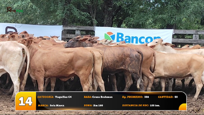 Lote Vaquillas C4
