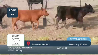 Lote 60 Terneros en Buenos Aires, Saavedra