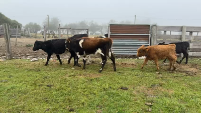 Lote TERNERAS