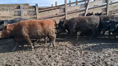 Lote 20 Vaquilla Gorda en Los Ángeles, VIII Región Biobío