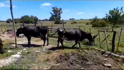 Lote VACAS INDUSTRIA