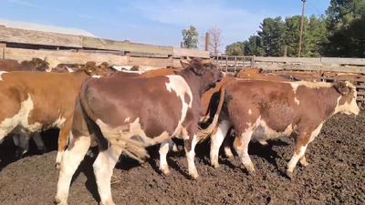 Lote 20 Novillo Gordo en Los Ángeles, VIII Región Biobío
