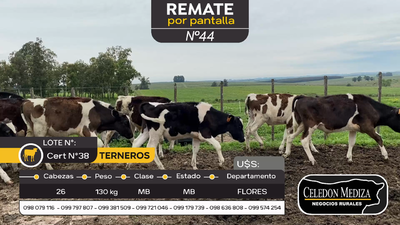 Lote 26 Terneros en Ismael Cortinas, Flores