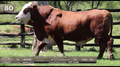 Lote LOTE 80 - EN VIVO