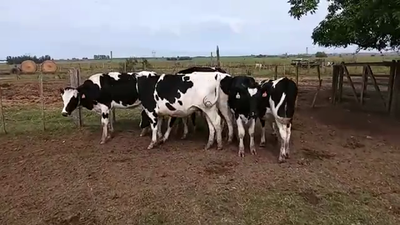 Lote Toros ANGUS 300kg - , San José