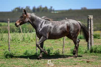 Lote Bachata Cahuel