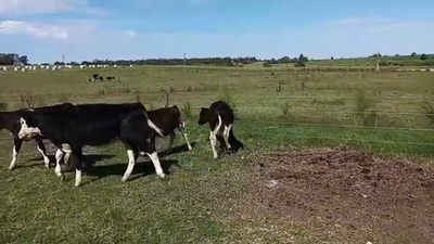 Lote 4 Terneros y Terneras HOLANDO Y CRUZAS 130kg - , San José