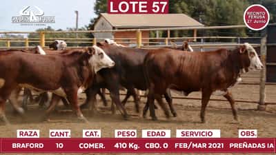Lote Reproductores de Alborada - Lote 57
