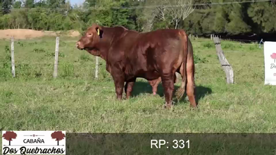 Lote TORO BRANGUS