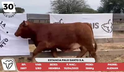 Lote LOTE 30