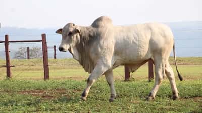 Lote LOTE 57