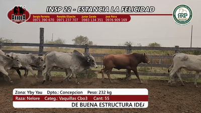 Lote Insp 22