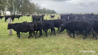 Lote 120 Terneros