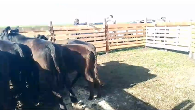 Lote 8 Vaquillonas  AA en Picada Varela