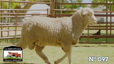 Lote Merino Donhe