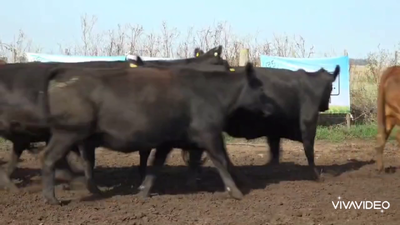 Lote 38 Vaquillonas C/ gtia de preñez