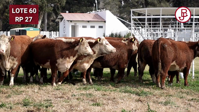 Lote VAQUILLONA PR PREÑADA PARICIÓN PRIMAVERA