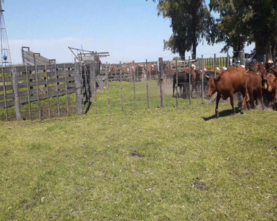 Lote 41 Terneros/as en 9 de Julio, Buenos Aires