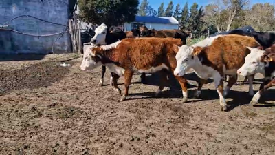 Lote 7 Vaquillonas , San José