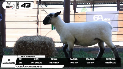 Lote LOTE 43- BOZAL