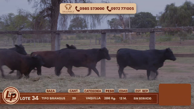 Lote VAQUILLAS