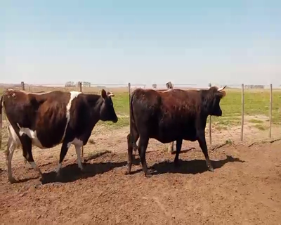 Lote 4 Vacas nuevas Preñadas en Salazar, Buenos Aires