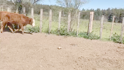 Lote 24 Terneras 9 Red Angus 1 negra CRUZAS:4 caretas coloradas y 8 xxRA 178kg - , Paysandú