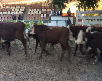 Lote 32 Terneros/as en Esquina, Corrientes
