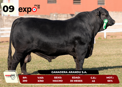 Lote LOTE 9