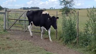 Lote VACA INDUSTRIA