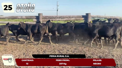 Lote LOTE 25