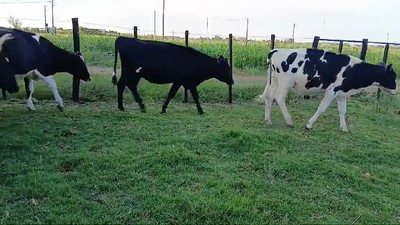 Lote 5 Vaquillonas  260kg - , San José