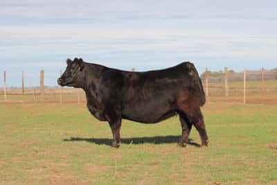 Lote VAQUILLONAS PURAS DE PEDIGREE