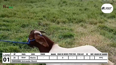 Lote Carnero Boer