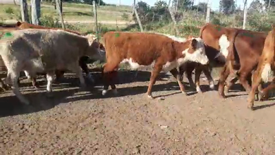 Lote 15 Terneras ANGUS Y CRUZA 155kg - , San José