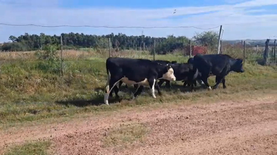 Lote TERNEROS/AS