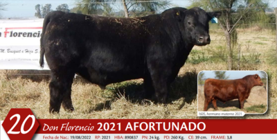 Lote MACHO PP