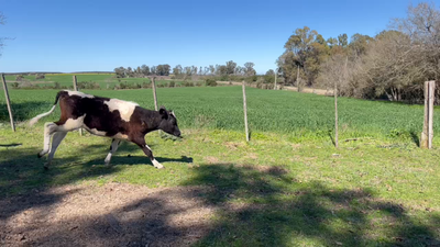 Lote NOVILLOS 1a2 AÑOS