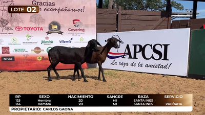 Lote LOTE 20  DE CATALOGO