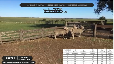 Lote Brete 6