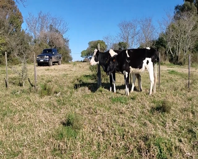 Lote (Vendido)2 Vacas de Invernada 1 HO X HE,  1 HO 334kg - , Colonia