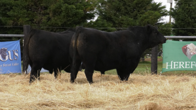 Lote TOROS ABERDEEN ANGUS PP