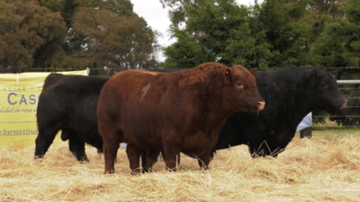 Lote TOROS ANGUS PURO CONTROLADO