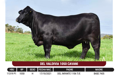 Lote "CABAÑA EL TRIUNFO" - DEL VALDIVIA 1050 CAVANI